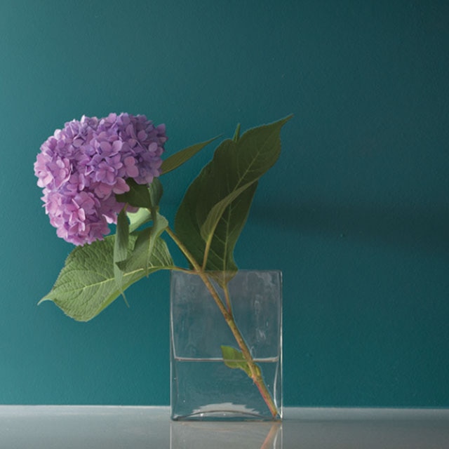 Pink hydrangea bloom against teal wall